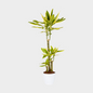 Dracaena Gold Coast