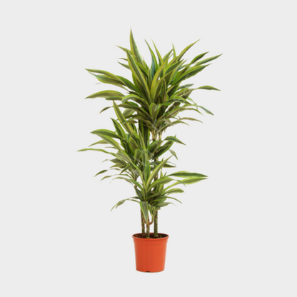 Dracaena Lemon Lime