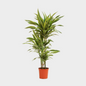 Dracaena Lemon Lime