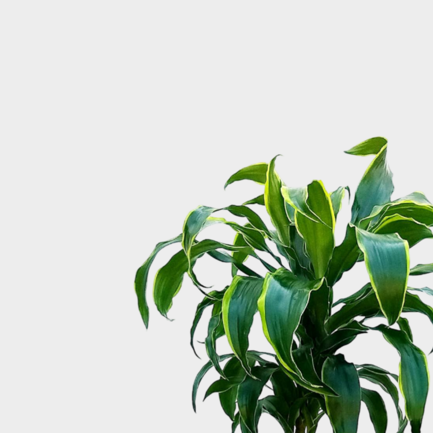 Dracaena Dorado