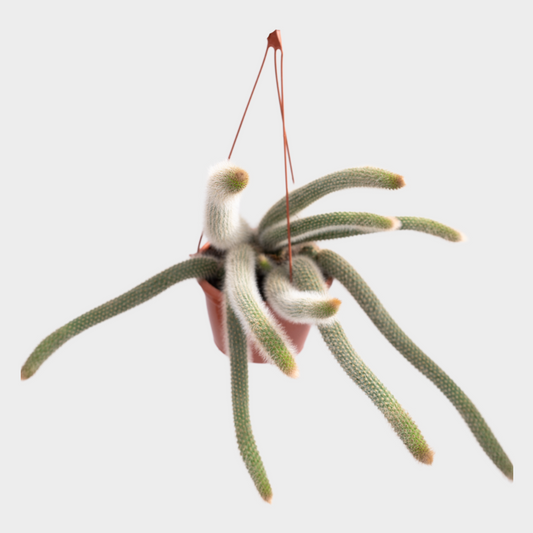 Cleistocactus