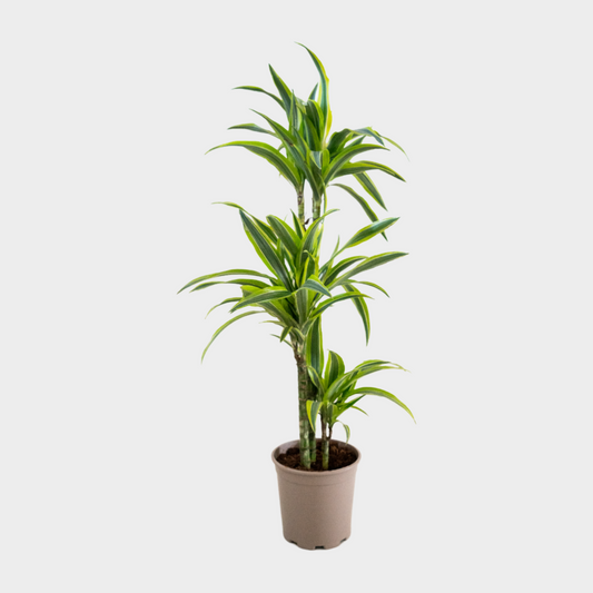 Dracaena Lemon Lime