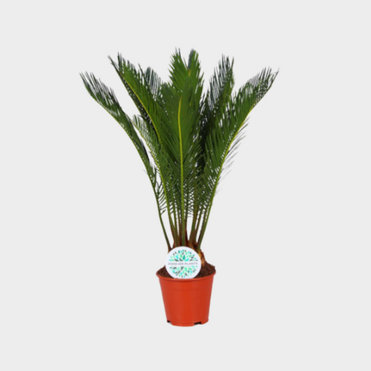 Cyca Revoluta