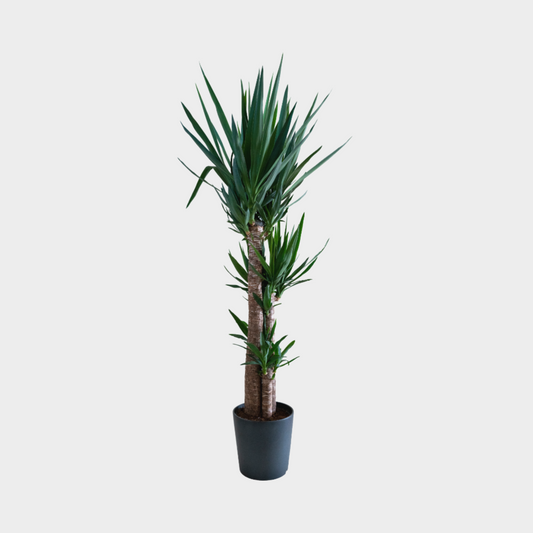 Yucca