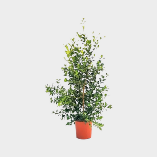 Eugenia Myrtifolia