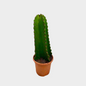 Euphorbia Ingens