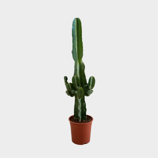 Euphorbia Ingens
