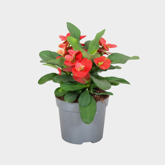 Euphorbia Milli - Amathe Plantas
