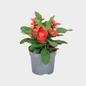 Euphorbia Milli - Amathe Plantas