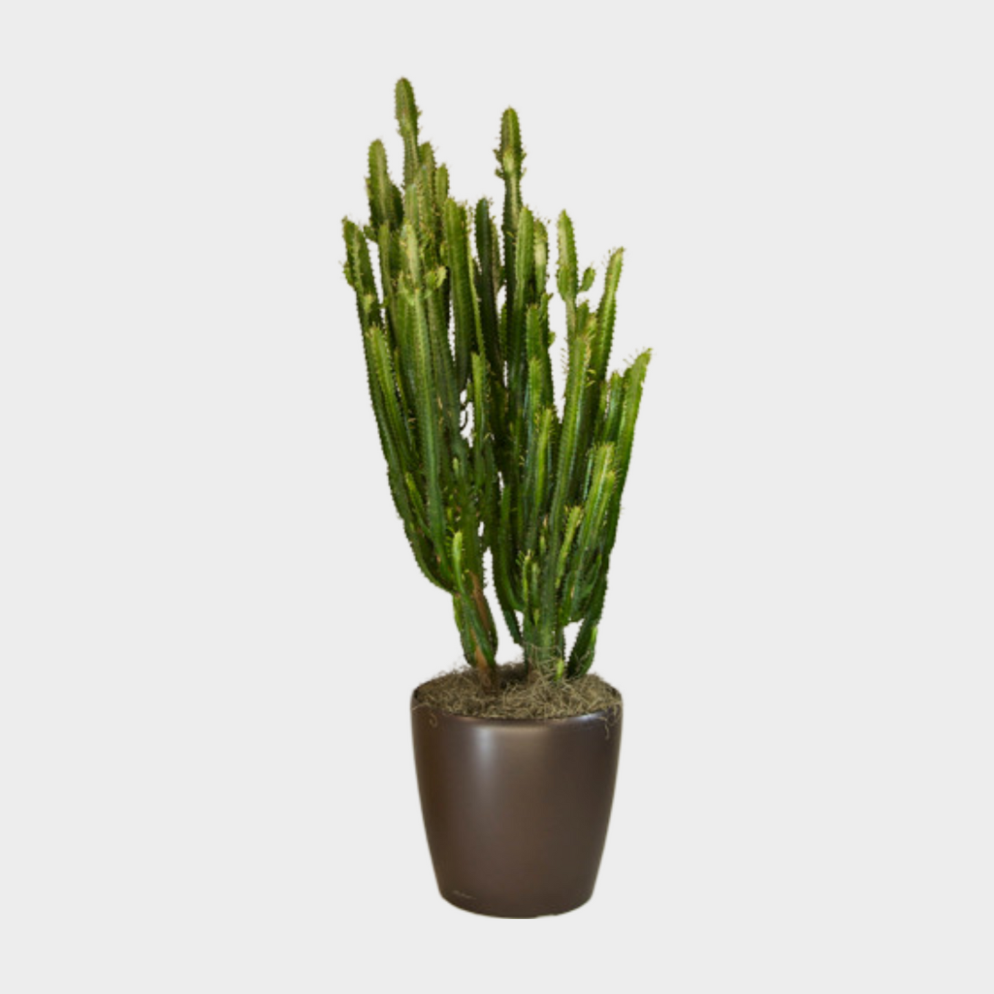 Euphorbia Trigona