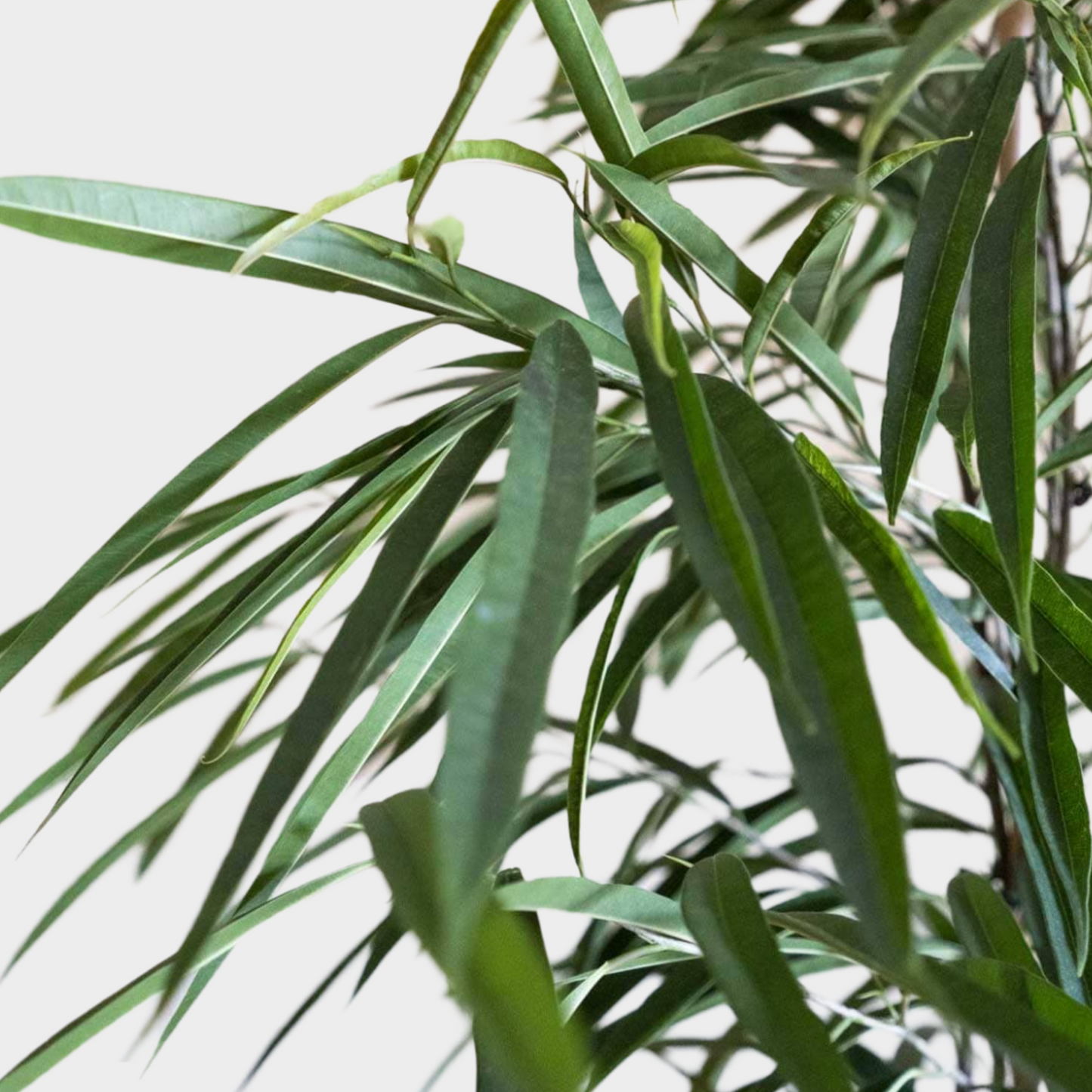 Ficus Alii