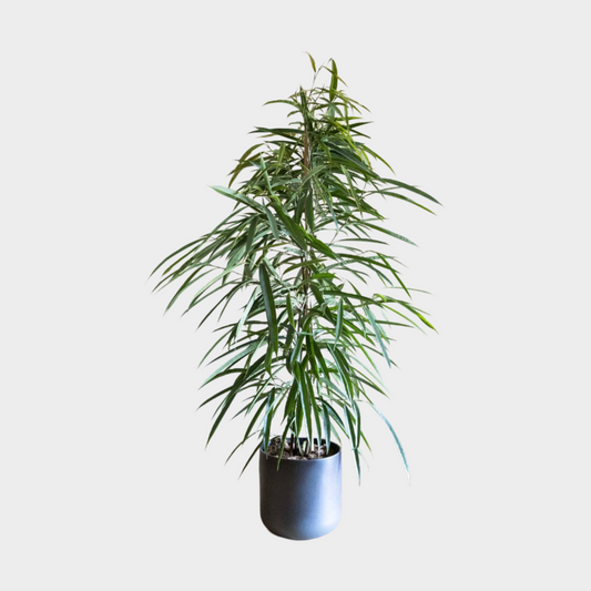 Ficus Alii