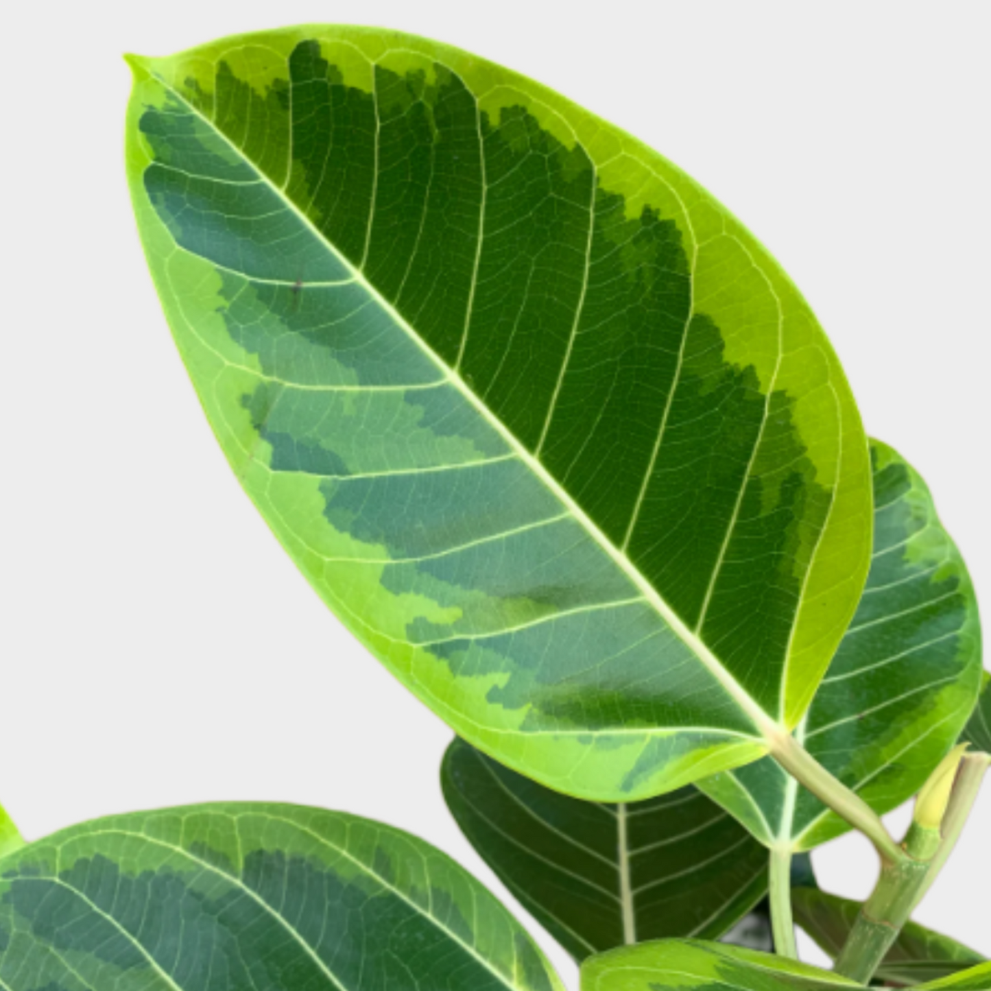 Ficus Altisima