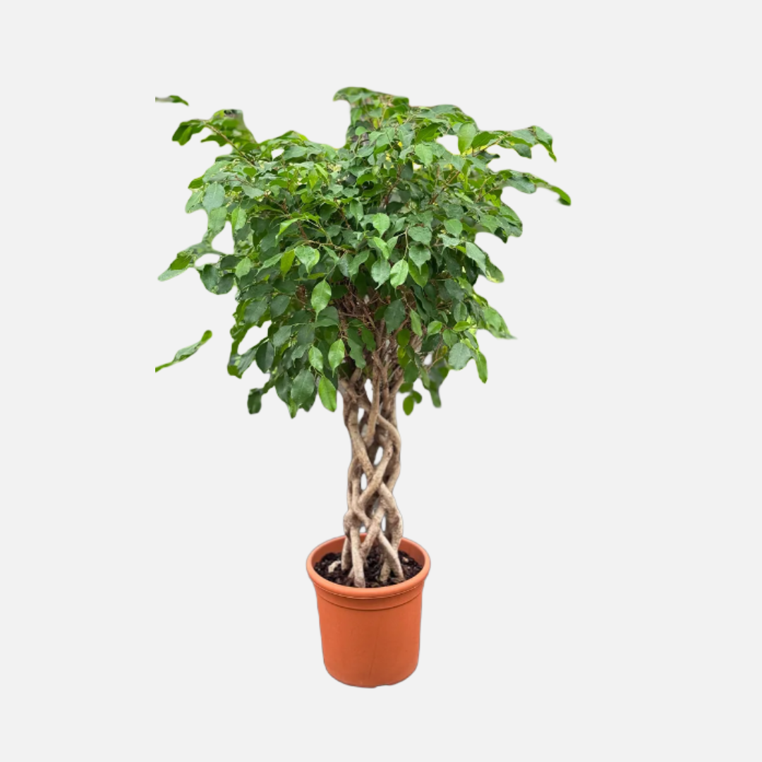 Ficus Benjamina Columna
