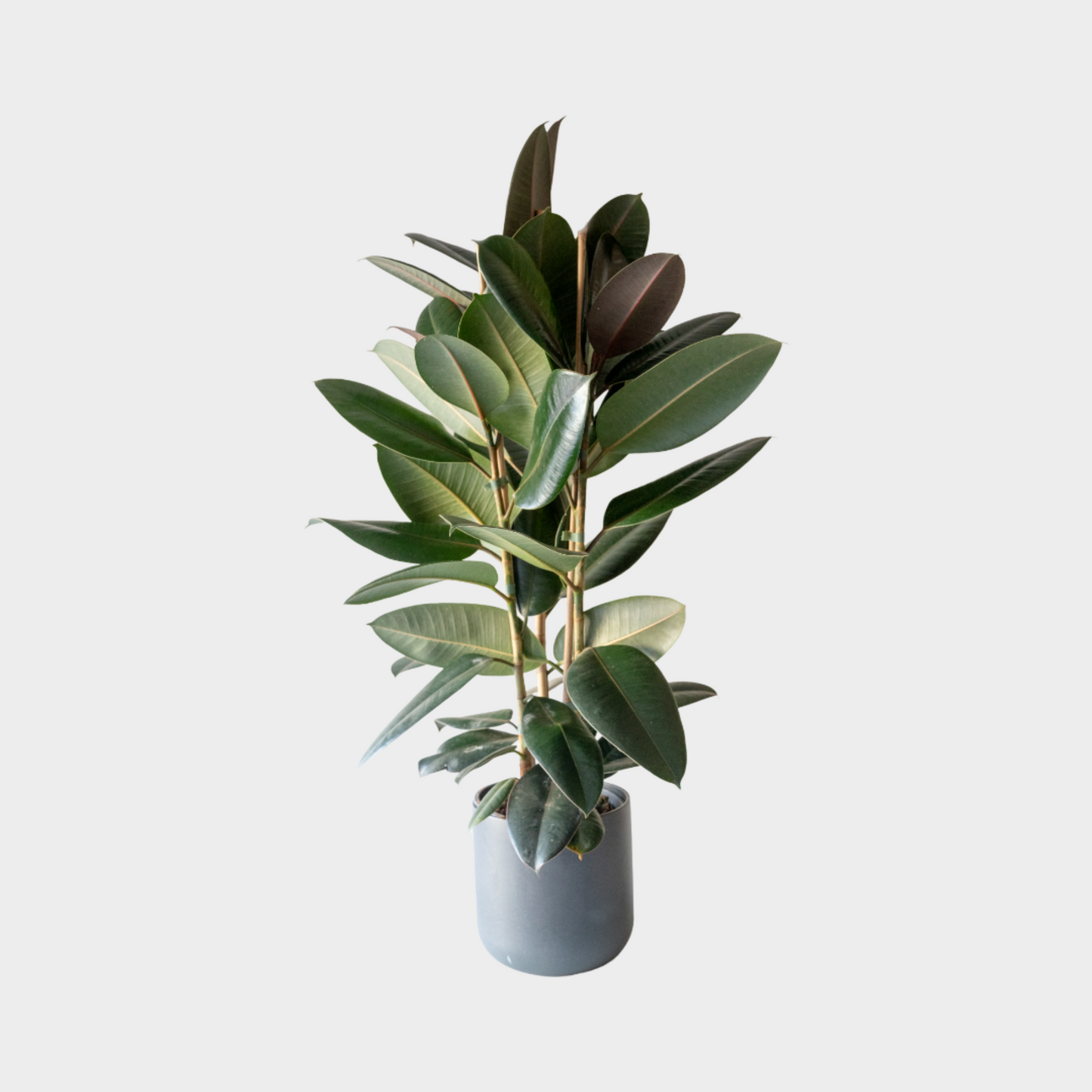 Ficus Adbijan