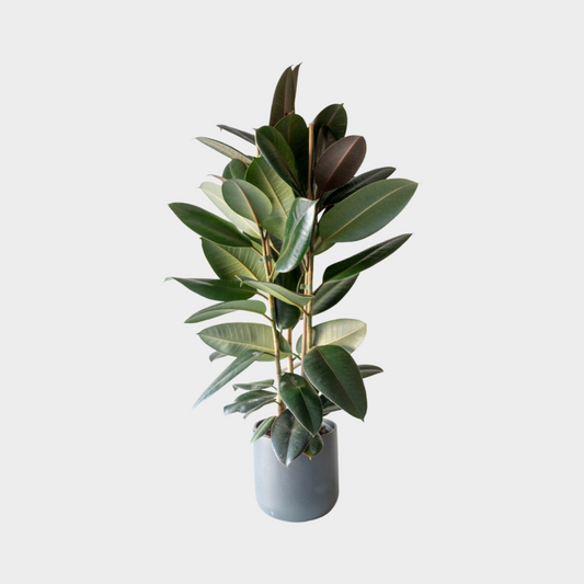 Ficus Adbijan