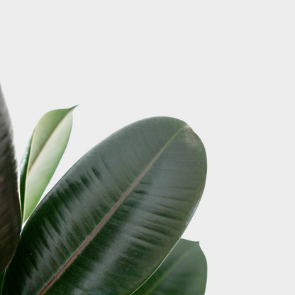 Ficus Adbijan