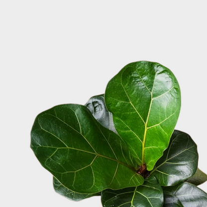 Ficus Lyrata