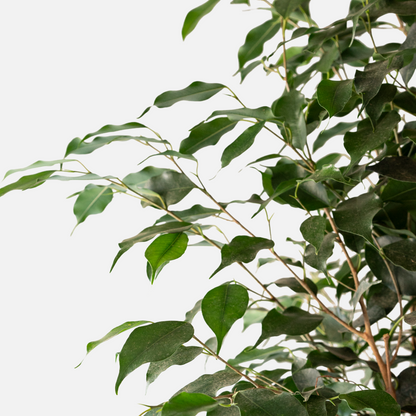 Ficus Benjamina Columna