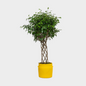 Ficus Benjamina Espaldera