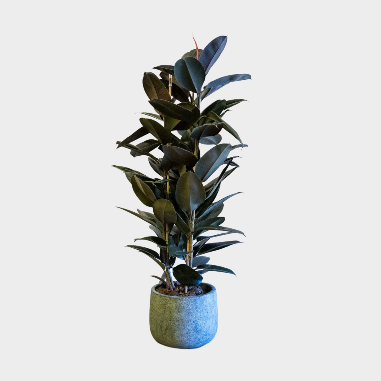 Ficus Adbijan