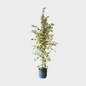 Ficus Twilight