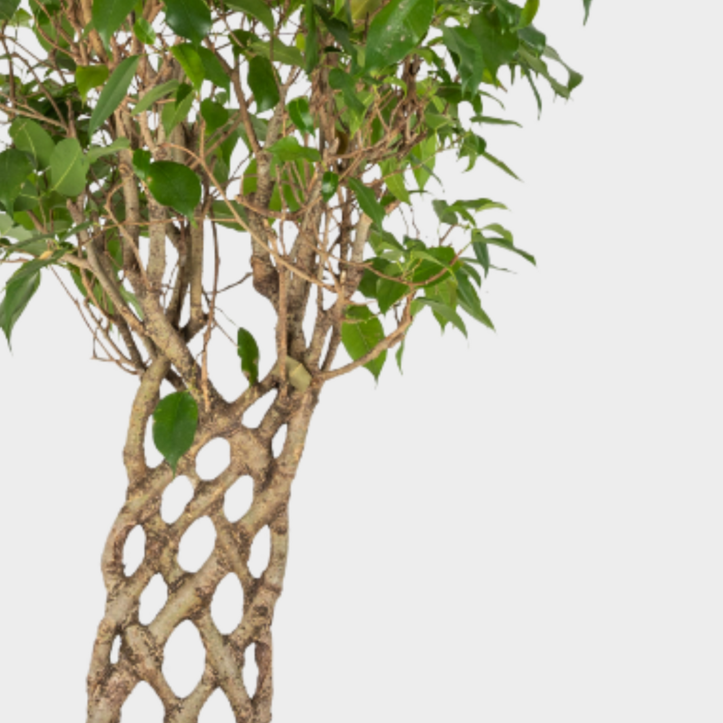 Ficus Benjamina Espaldera