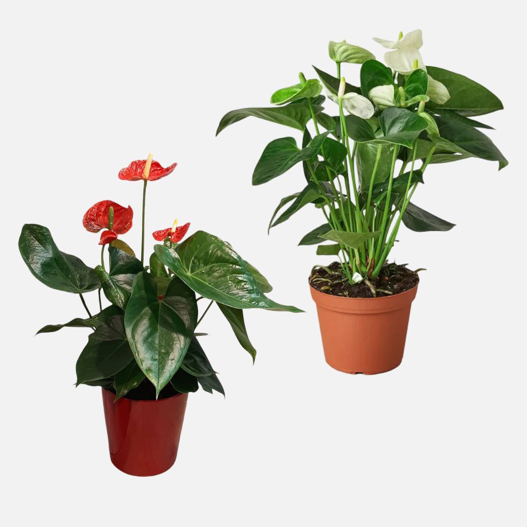 Anthurium