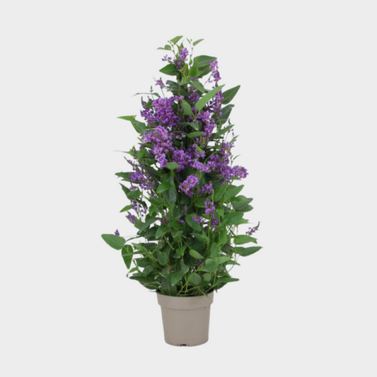 Hardenbergia