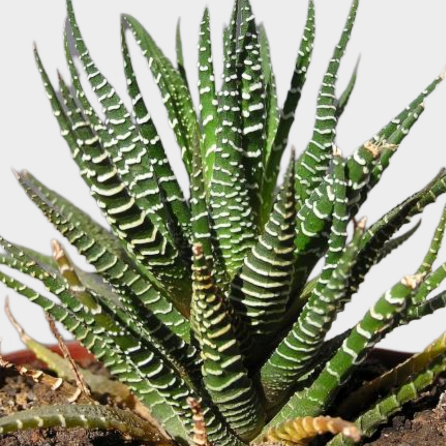 Bandeja De Hawortia Fasciata