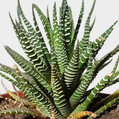 Bandeja De Hawortia Fasciata