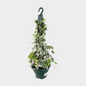 Hedera Piramide Gancho