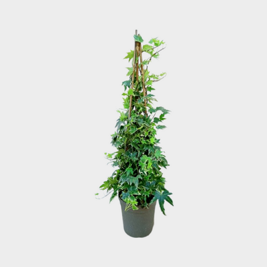 Hedera Piramide