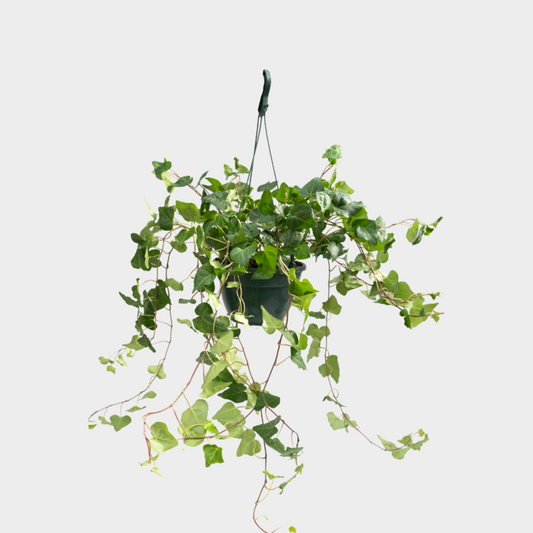 Hedera Colgante