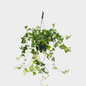 Hedera Colgante