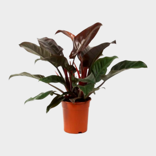 Philodendron Imperial Red
