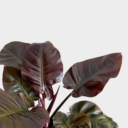 Philodendron Imperial Red Tutor
