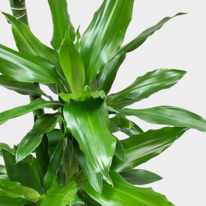 Dracaena Janet Lind