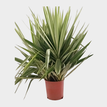 Yucca Jewel
