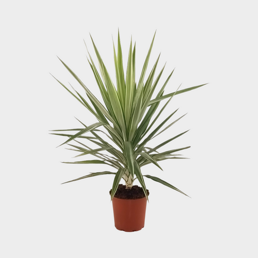Yucca Jewel