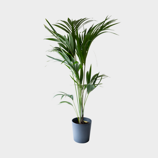 Kentia