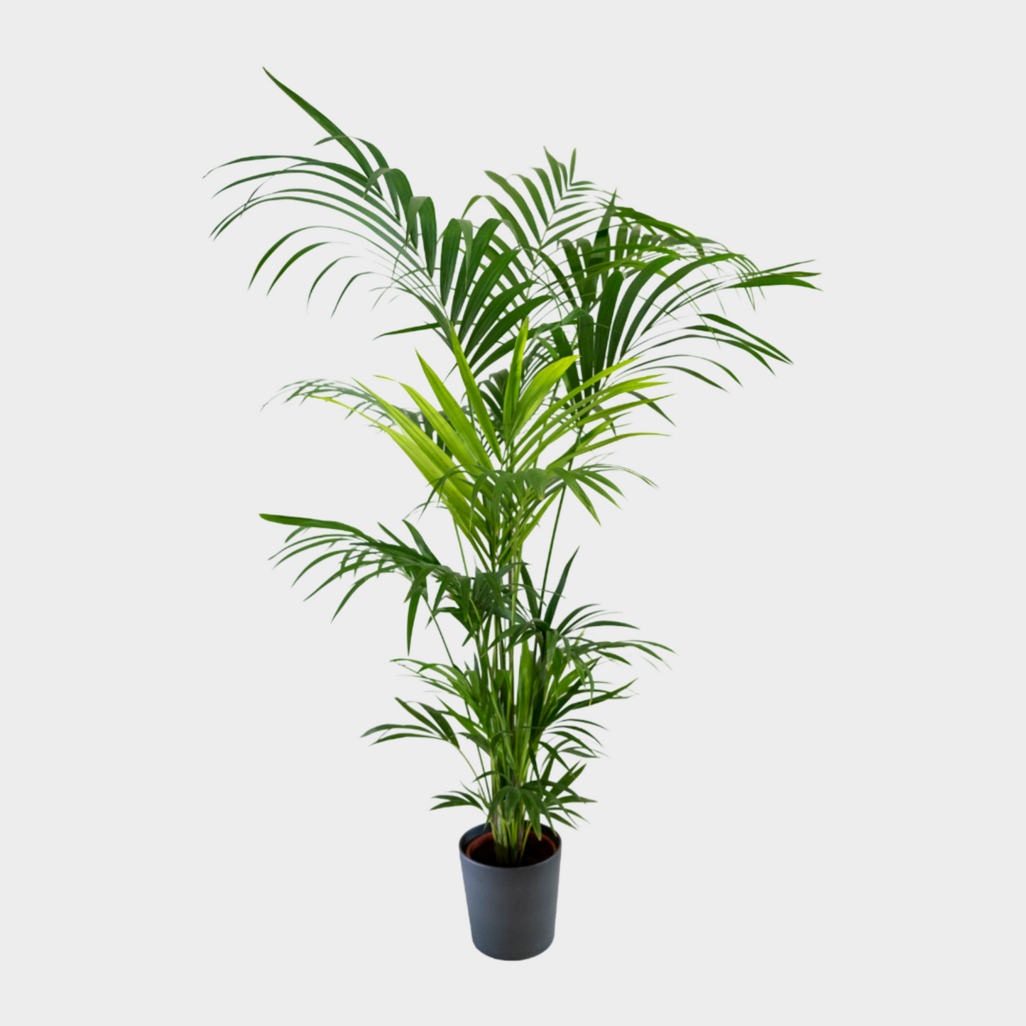 Kentia