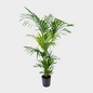 Kentia