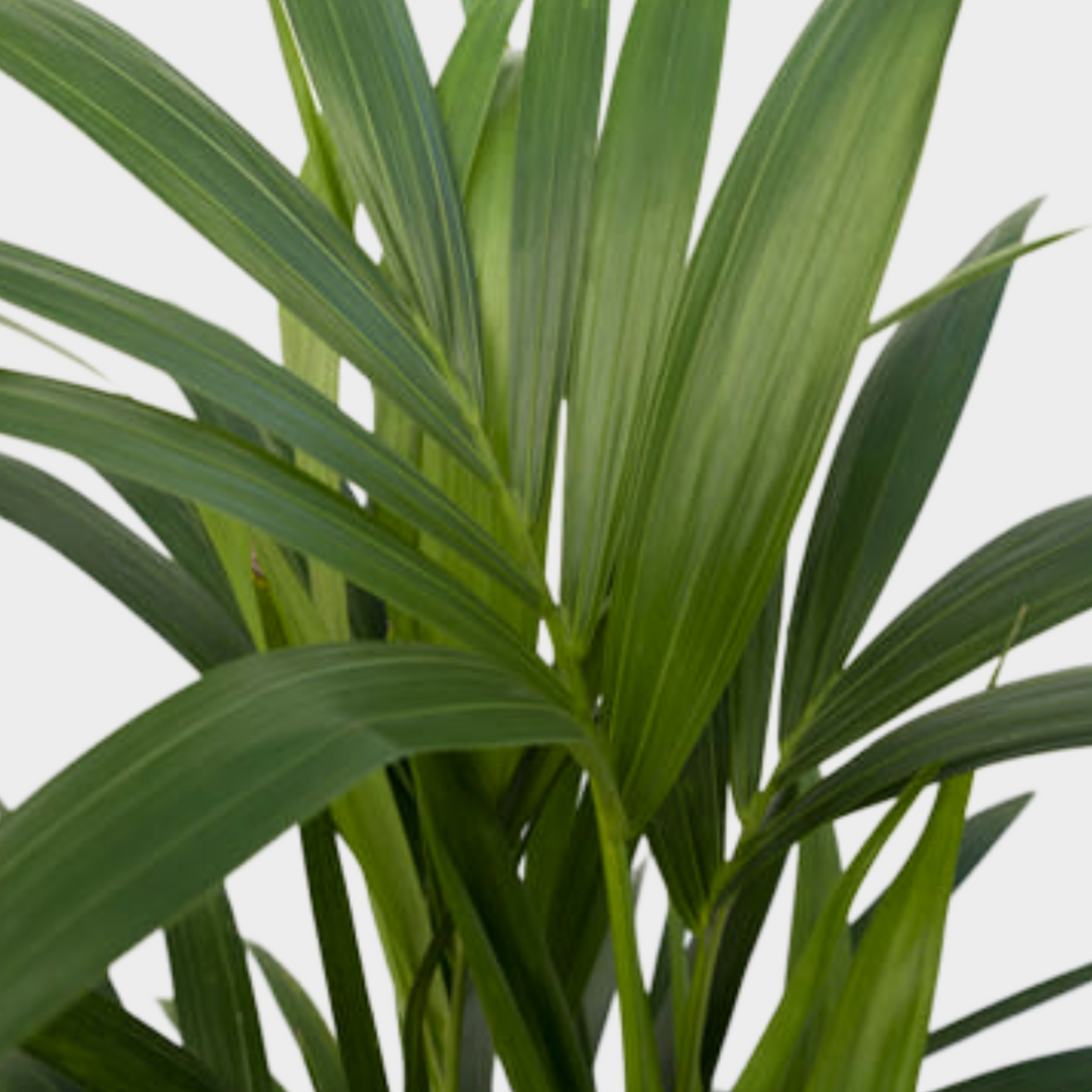 Kentia