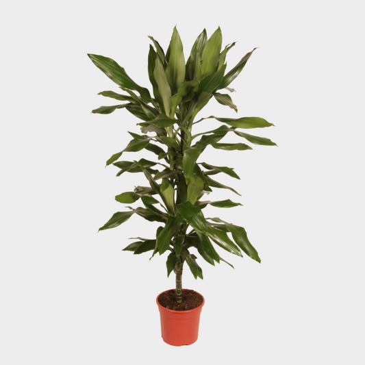 Dracaena Janet Lind