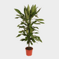 Dracaena Janet Lind