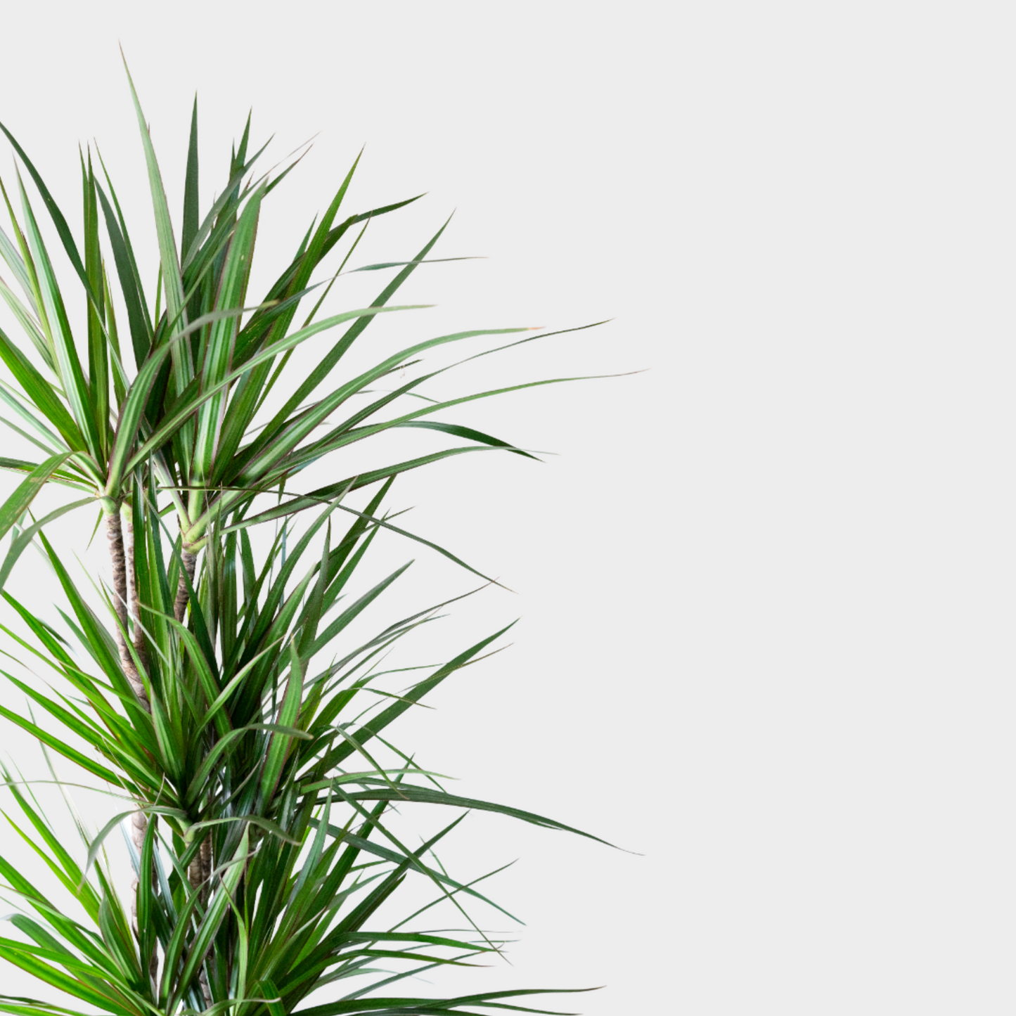 Dracaena Marginata