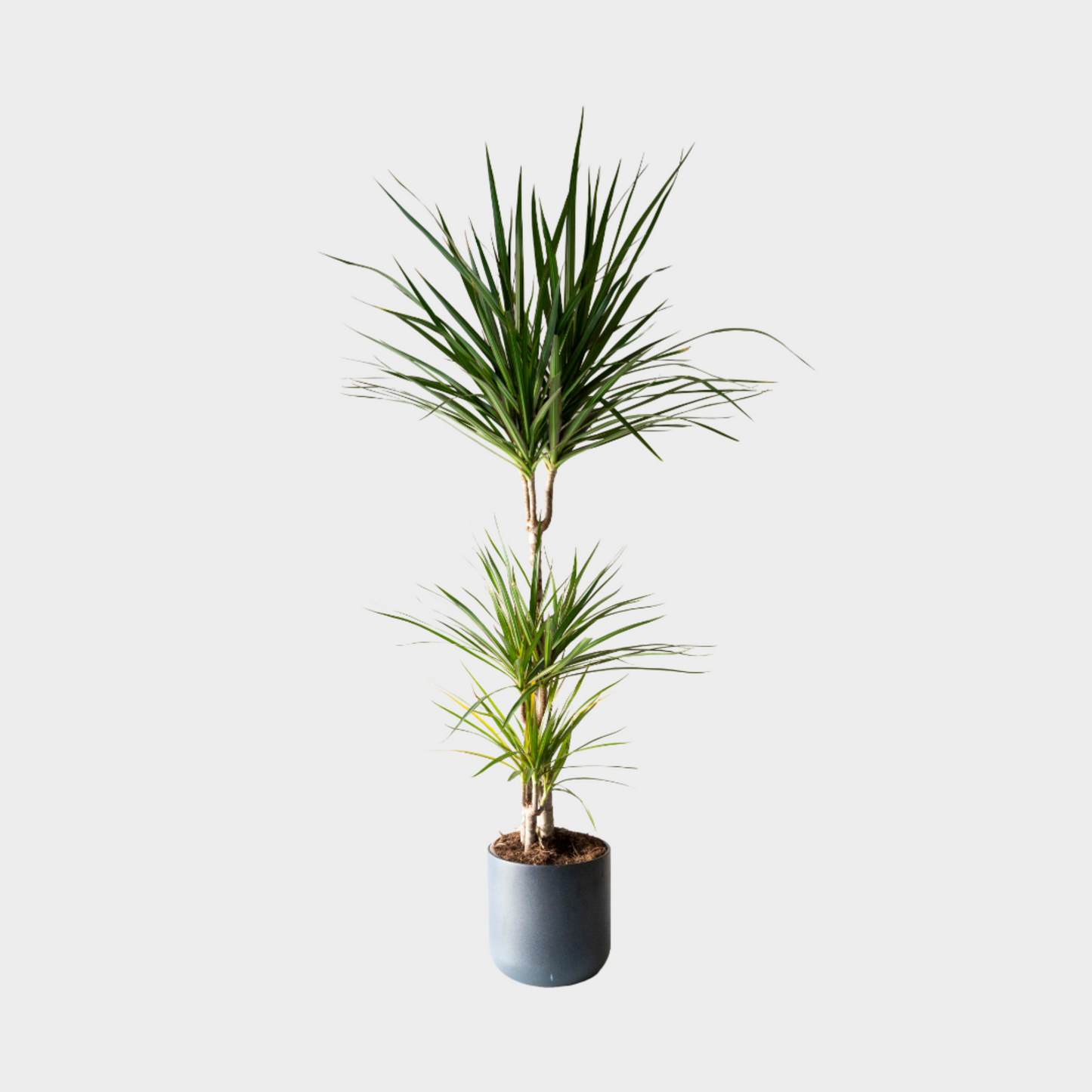 Dracaena Marginata