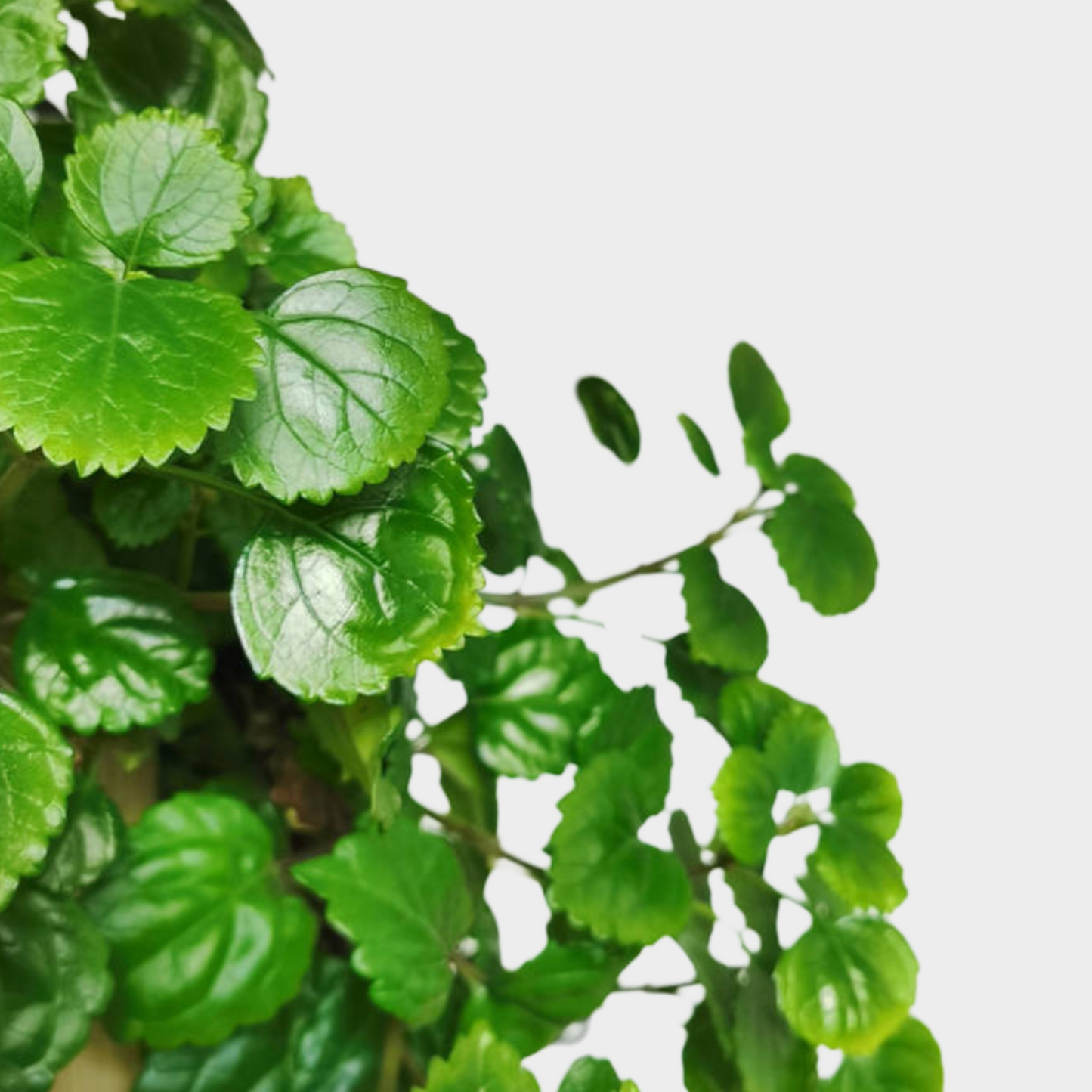 Planta Del Dinero