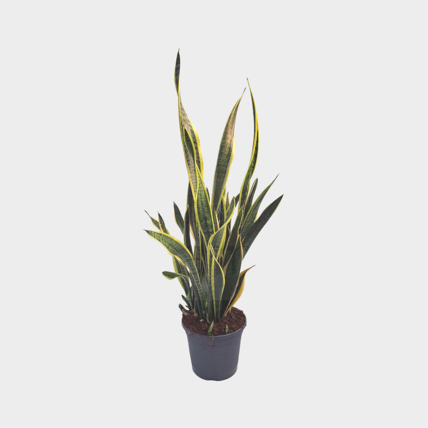 Sansevieria Laurentti